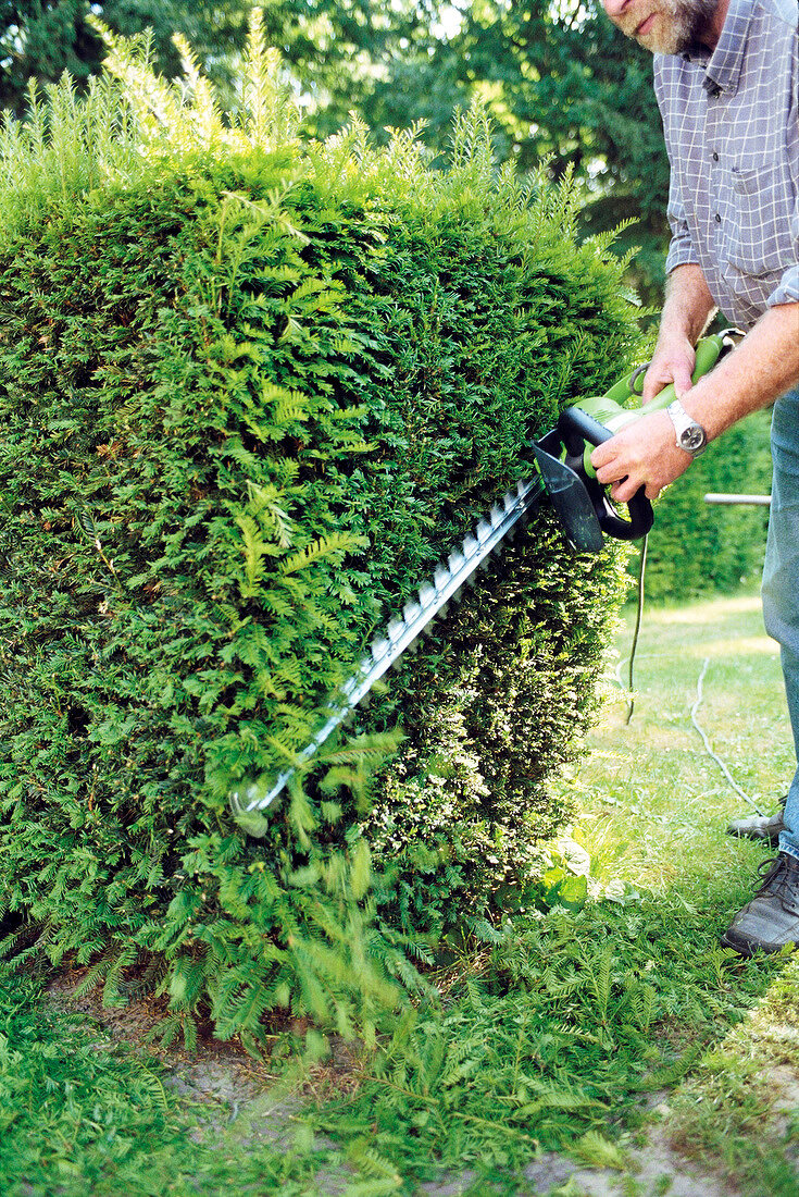 Man trimming hedge with electric trimmer