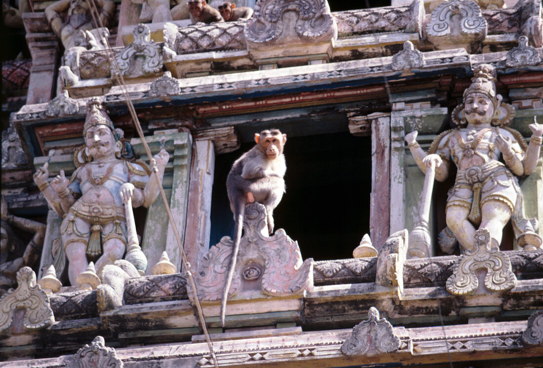 Hinduistischer Tempel bevölkert von Affen in Madurai, Indien