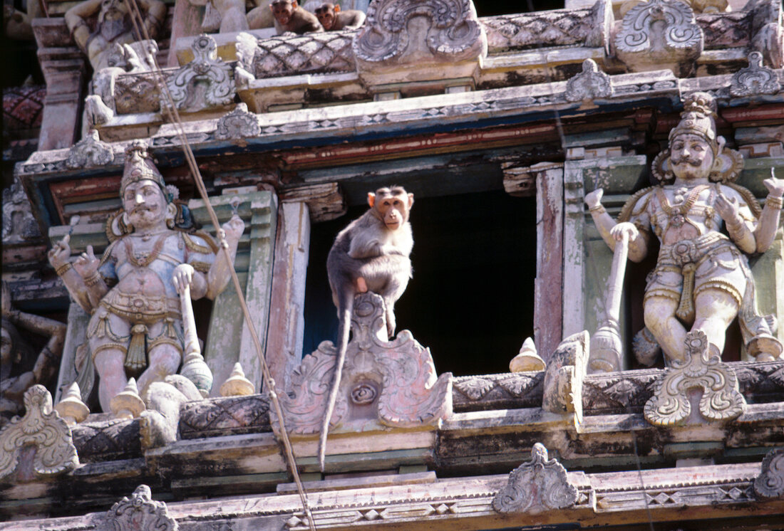 Monkeys sitting at exterior of Hindu temple in Madurai, India