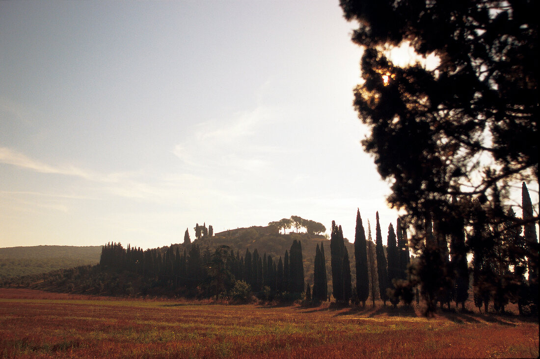 Toskanische Landschaft mit Weingut Morisfarms im Hintergrund
