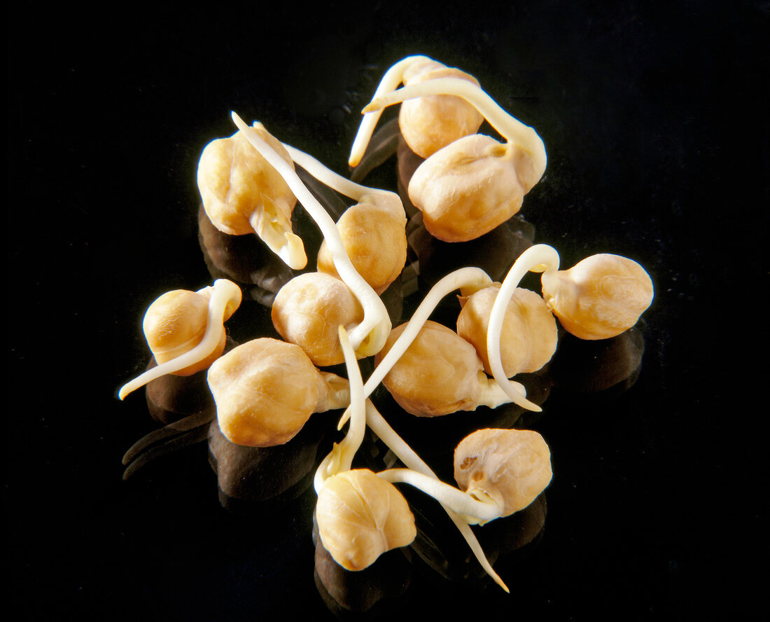 Close-up of kicherebsen sprouts on black background