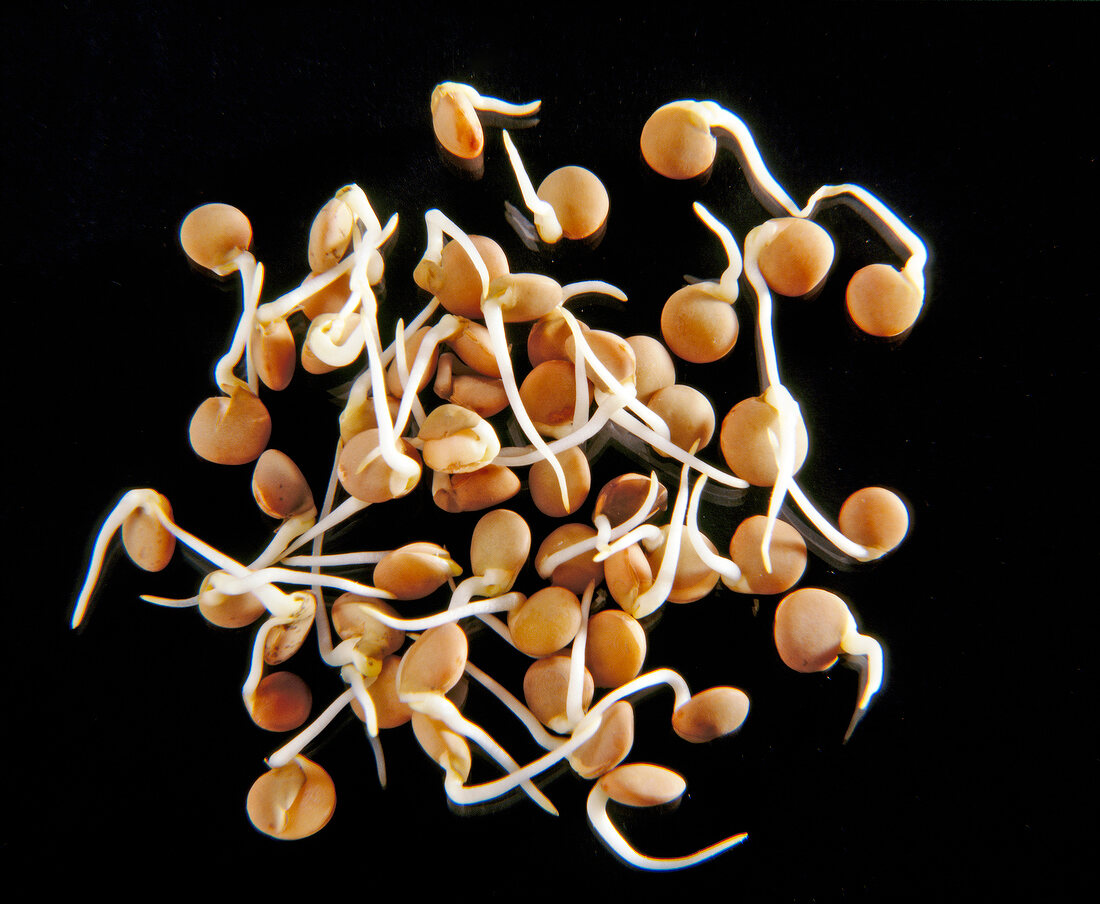 Close-up of lentil sprouts on black background