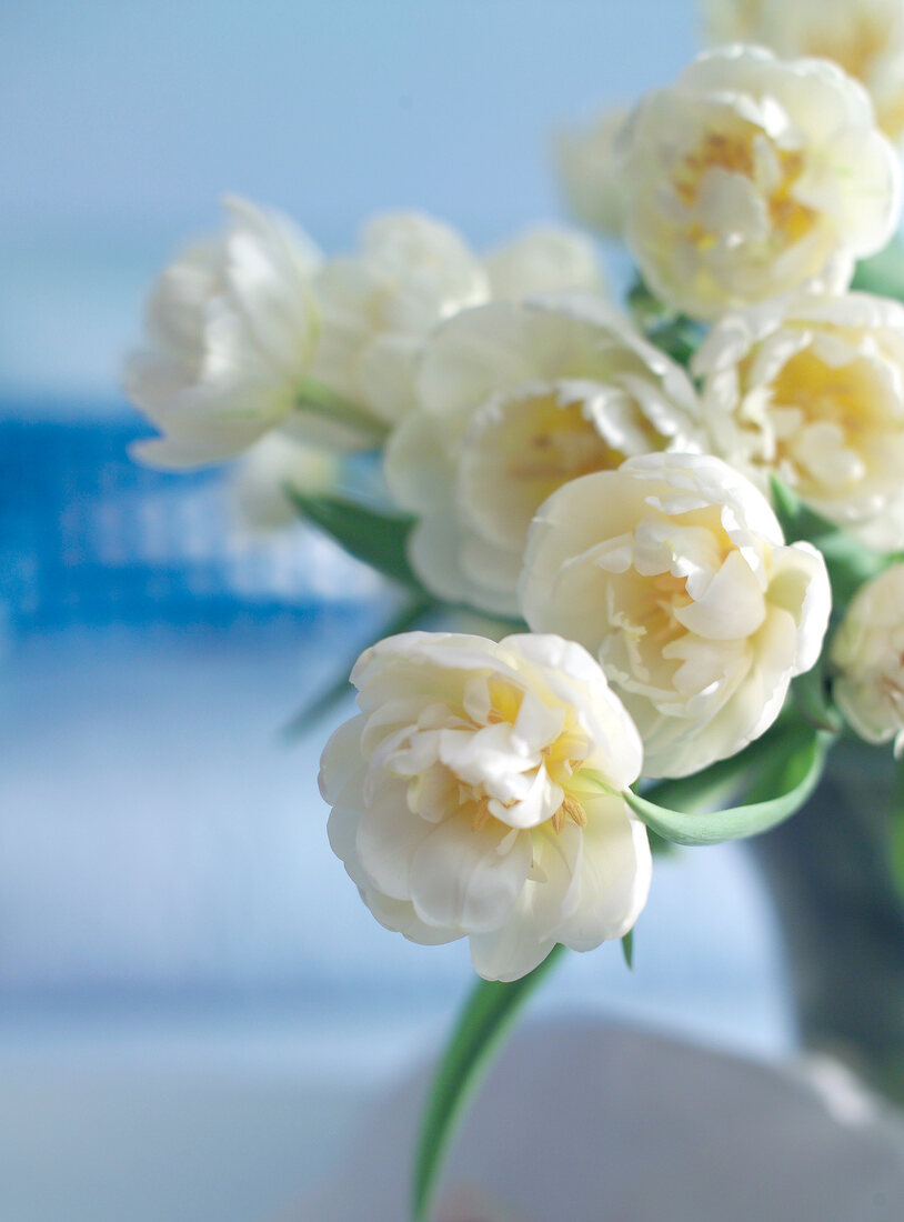 Close-up of white tulips