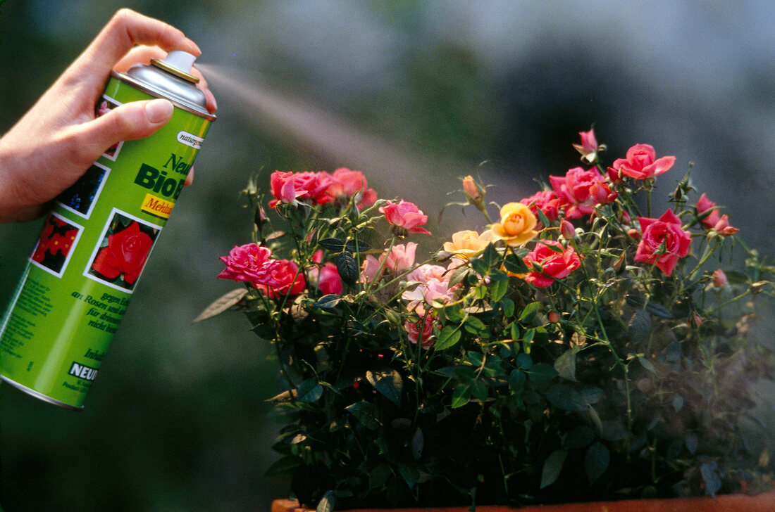 Pesticide being sprayed on flowers