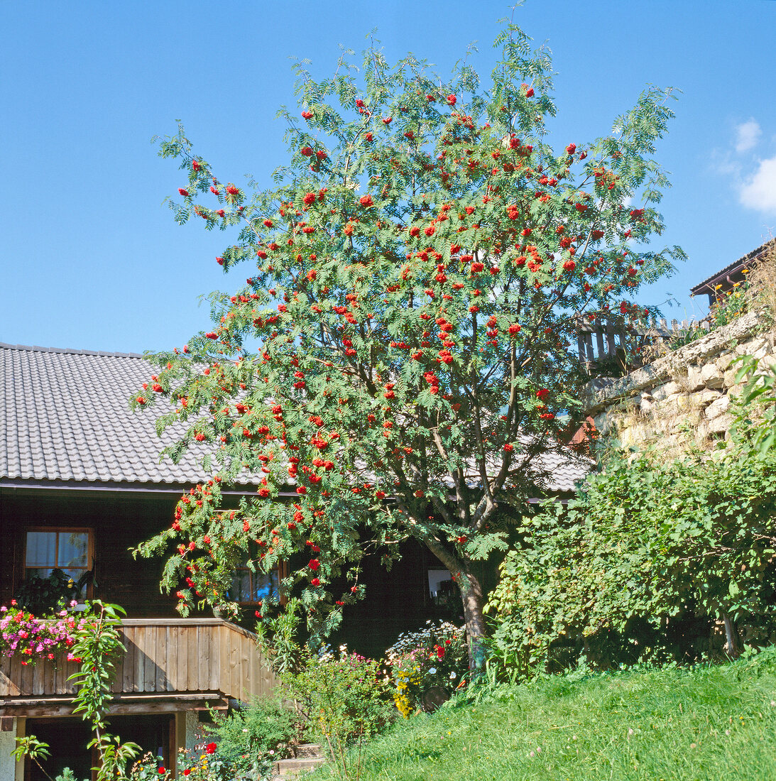 Ein Vogelbeerbaum in einem Garten, Haus, Steinmauer