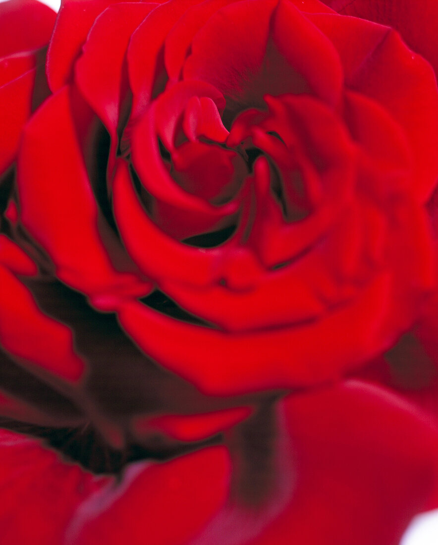 Extreme close-up of red rose blossom