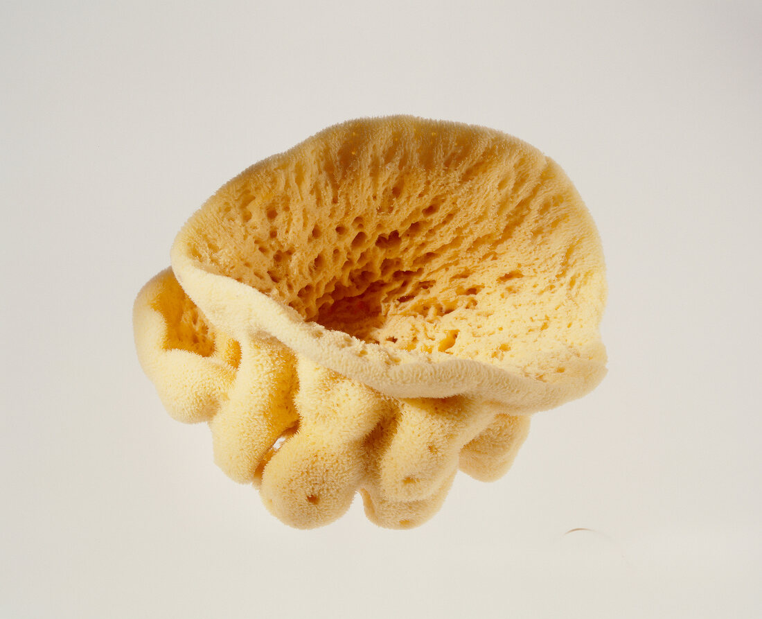 Close-up of natural sponge