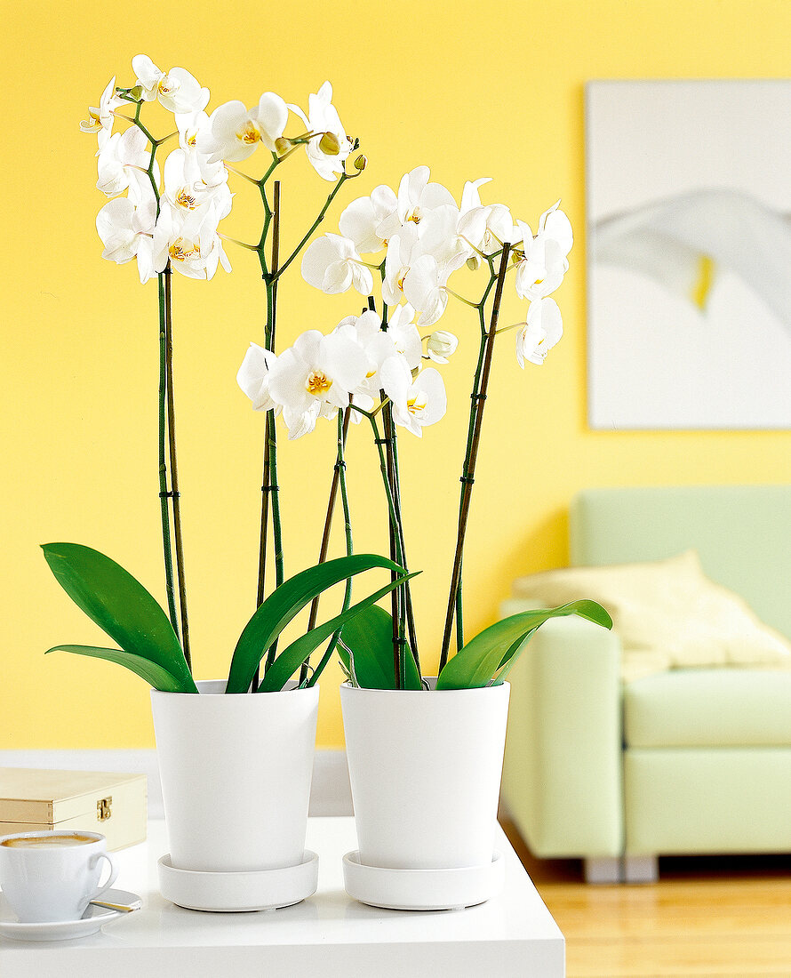 weiße Orchideen, im Hintergrund eine gelbe Tapete, grünes Sofa