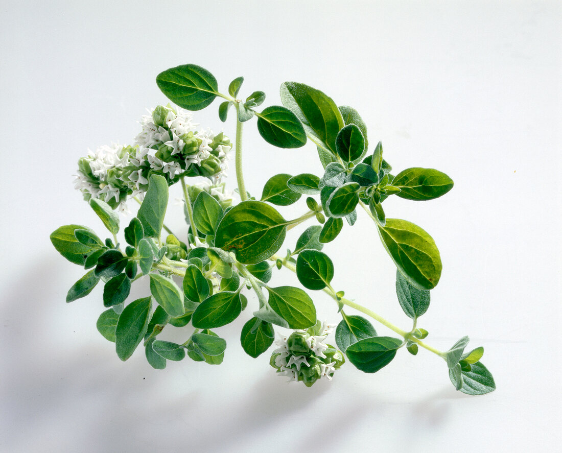 Kräuter und Knoblauch; Blätter v. Majoran mit Blüten, grün