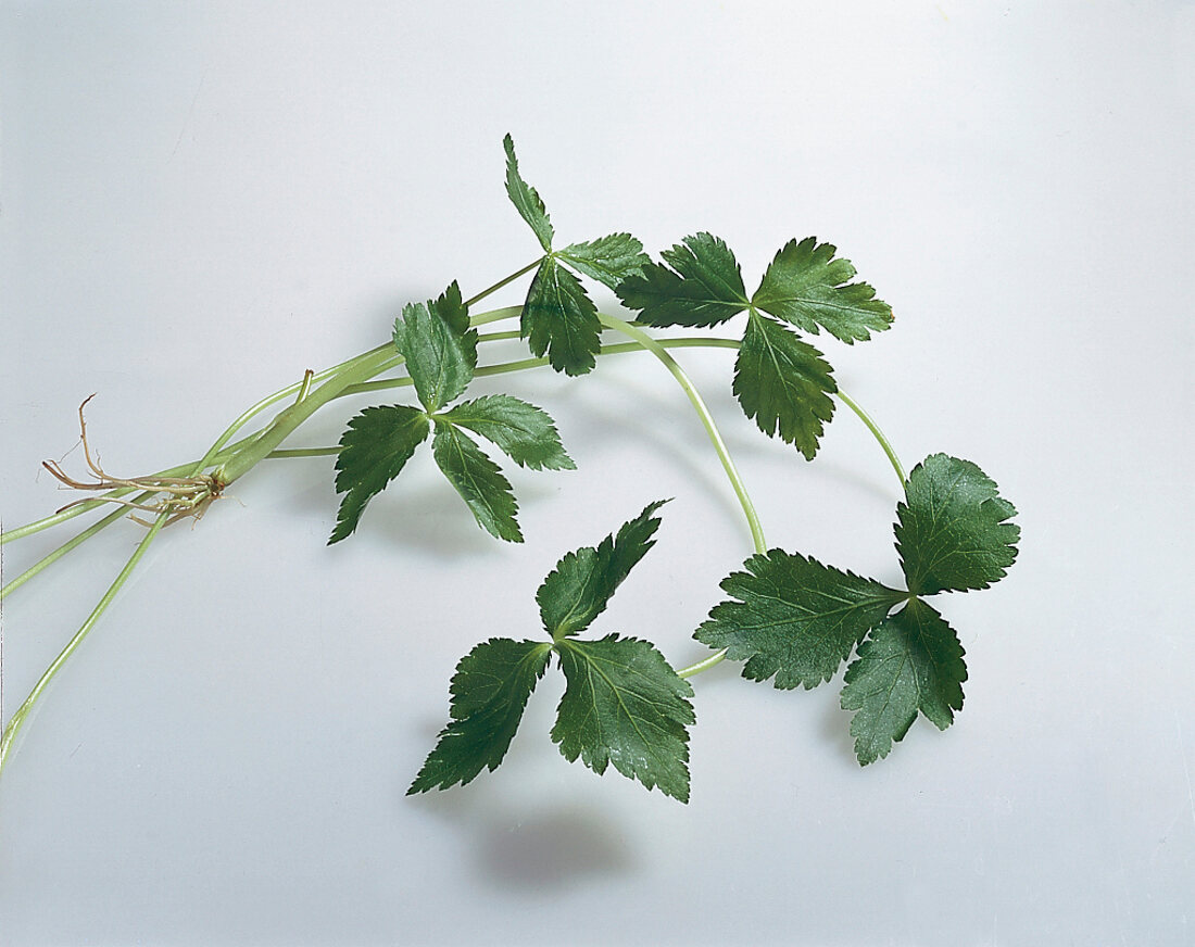 Kräuter und Knoblauch; Blätter v. Mitsuba, Japanische Petersilie