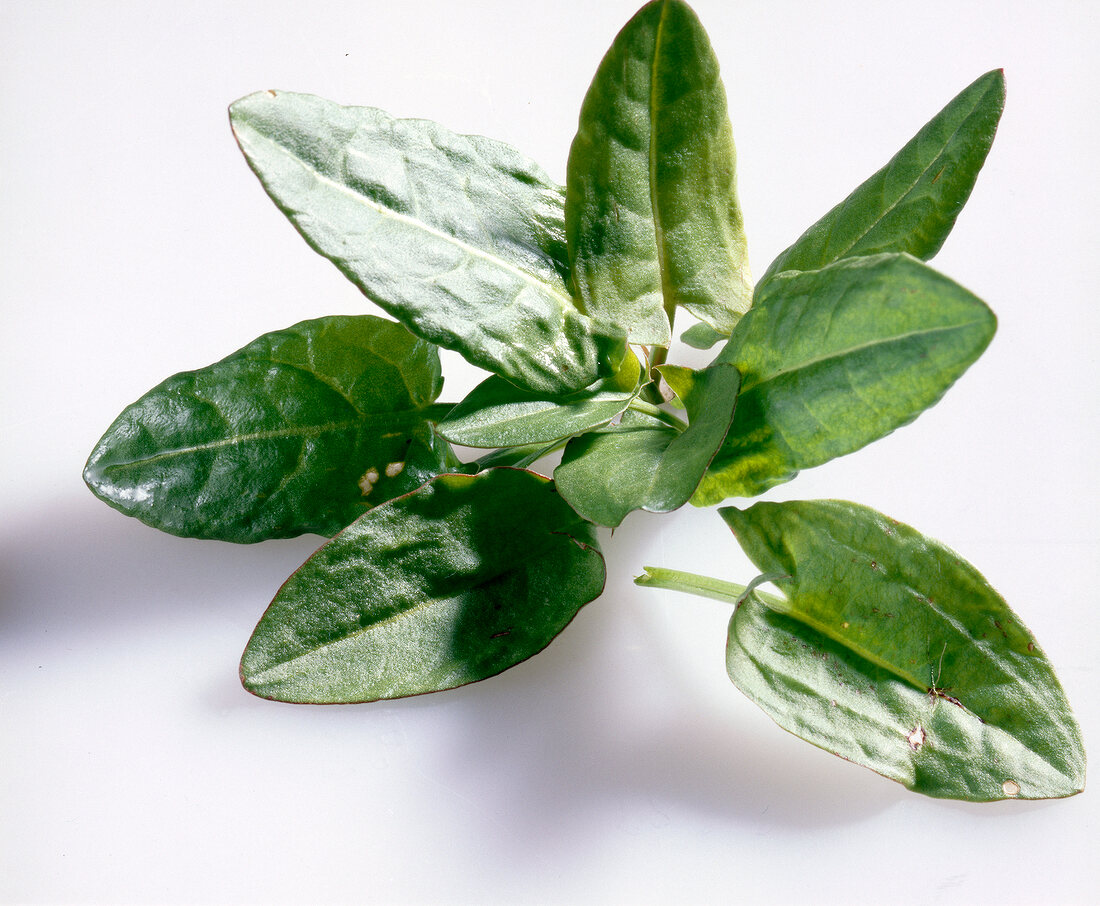 Close-up of wild sorrel leaves on white background