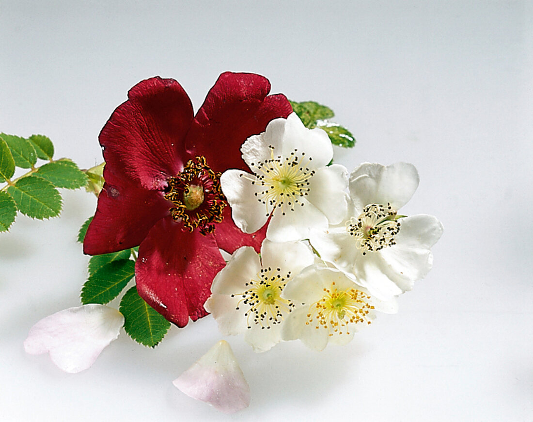 Kräuter und Knoblauch; Blumen v. Heckenrosen in Rot und Weiß