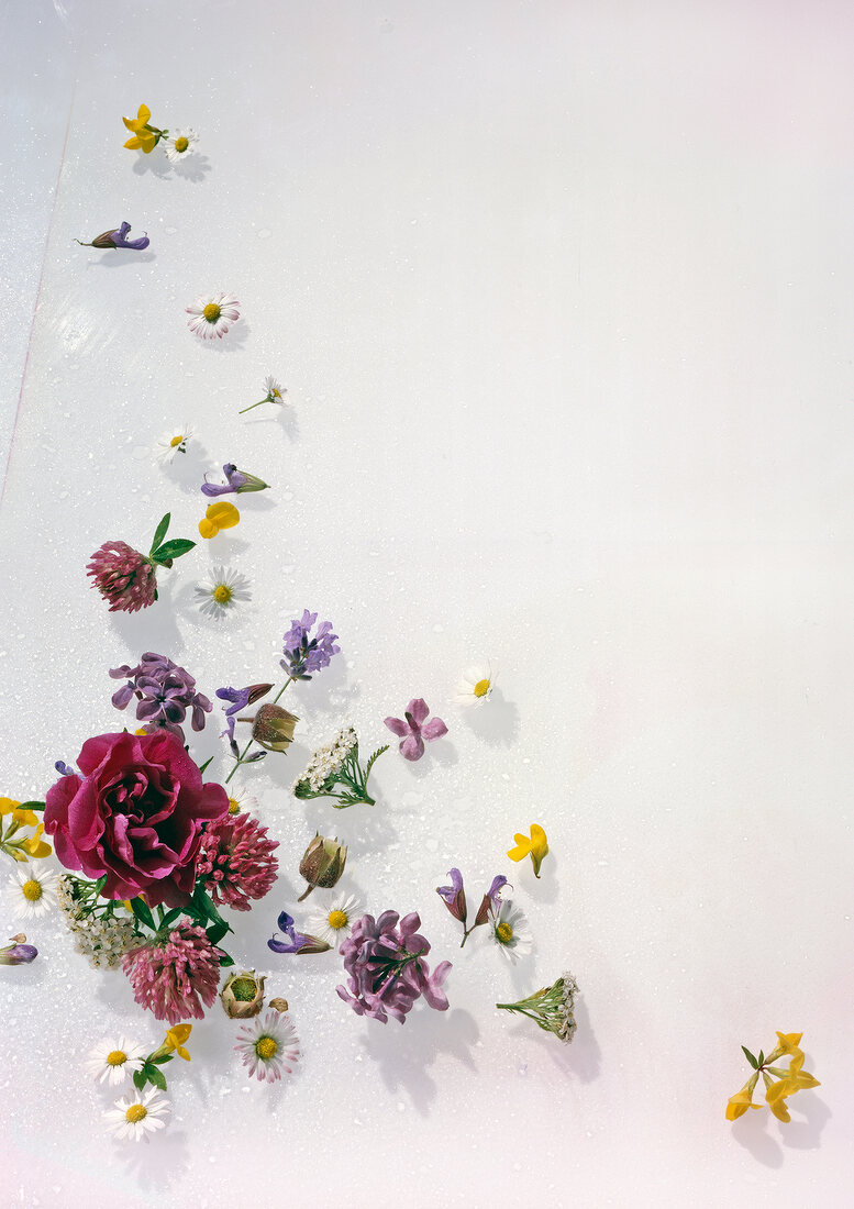 Various colourful edible flowers on white background