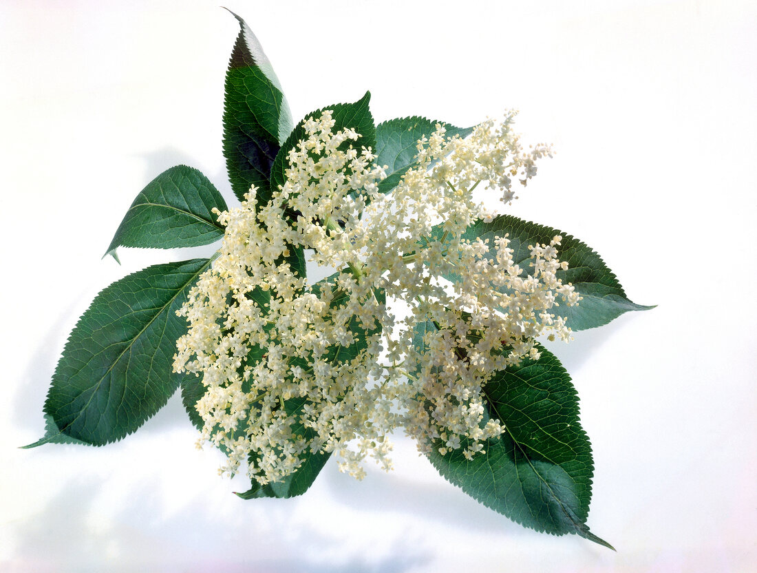 Close-up of white elderflower with leaves on white background