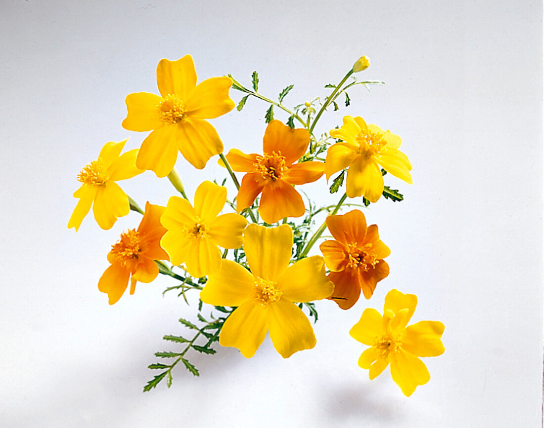 Kräuter und Knoblauch; Gelbe Blumen v. Gewürztagetes, nah
