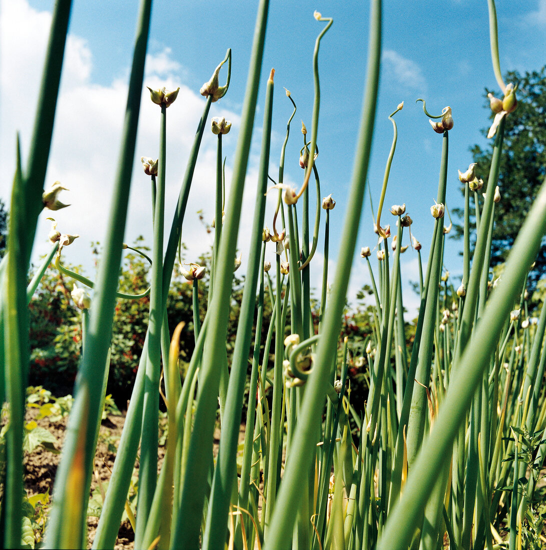 Sprouting onions with flowers in vegetable garden