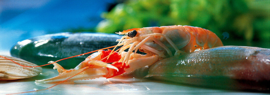 Close-up of fish and giant prawn