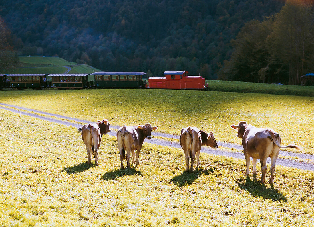 Vier Kühe auf der Wiese schauen auf eine Eisenbahn mit roter Lok
