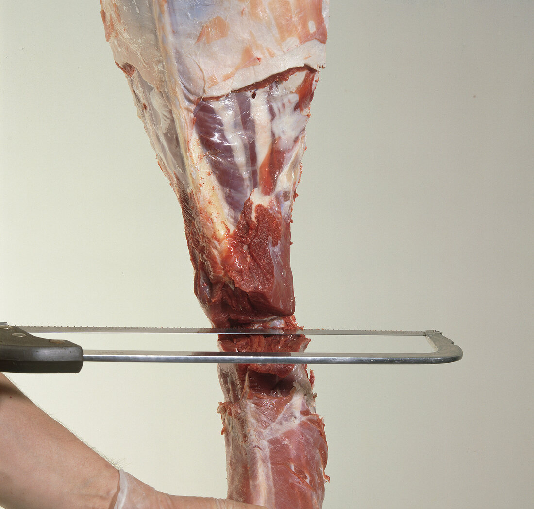 Fallow deer's bone being cut with a saw while disassembling, step 2