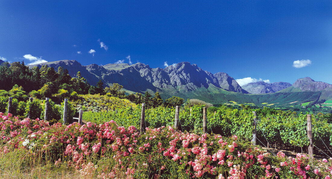 View of mountains and vineyards with rose hedge in foreground, Franschhoek, South Africa