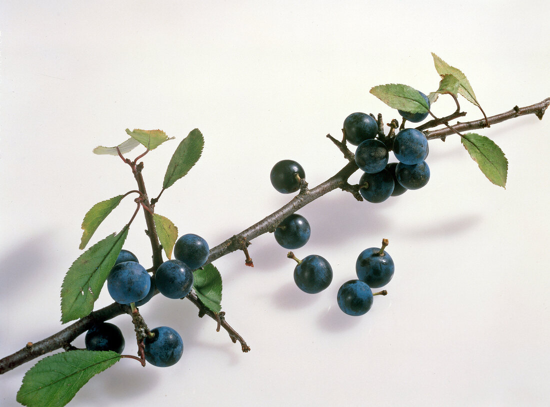 Wild; Zweig Schwarzdorn, nah, mit reifen Beeren