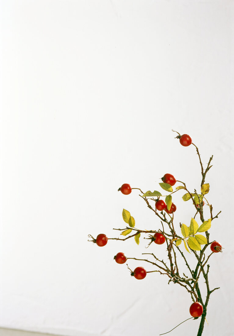 Rose hip branch on white background, copy space