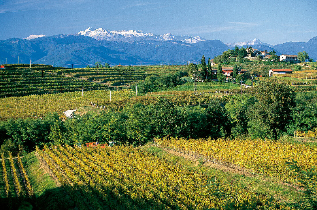 Blick über Weinreben auf die Julischen Alpen, Friaul, Friuli