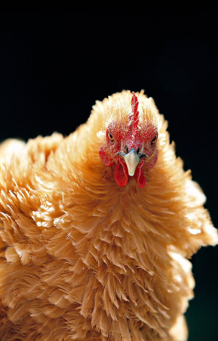 braunes Huhn mit plusterigem Gefieder