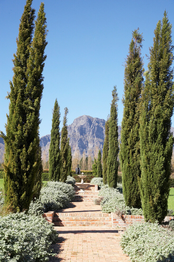 View of cypress and path made of bricks in garden at Ashanti Winery, South Africa