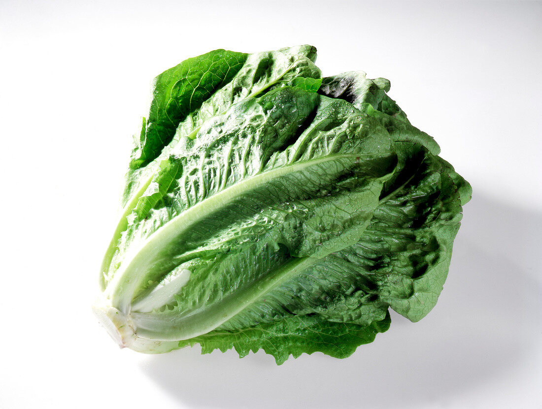 Round romaine lettuce on white background