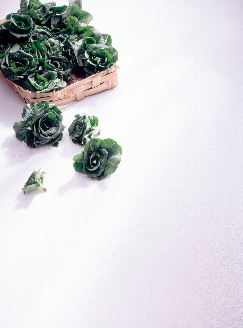 Close-up of green cicorino in basket on white background