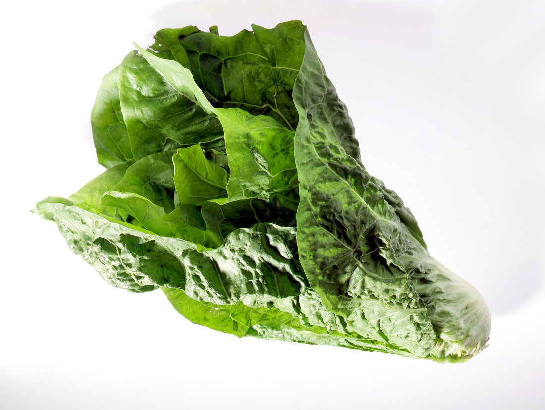 Cabbage sugarloaf leaves on white background