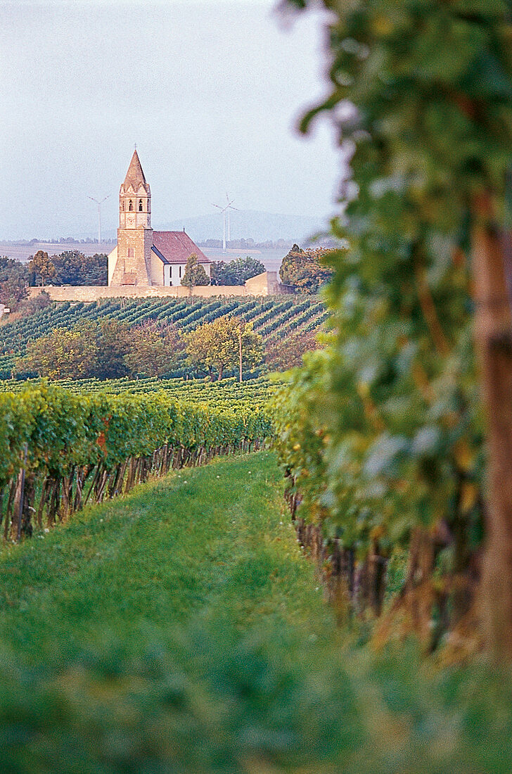 Weinberg in der Region Carnuntum, Österreich