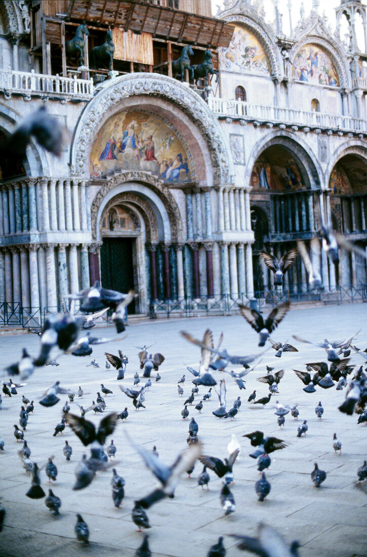 Tauben auf Piazza San Marco in Venedig, Italien, grau