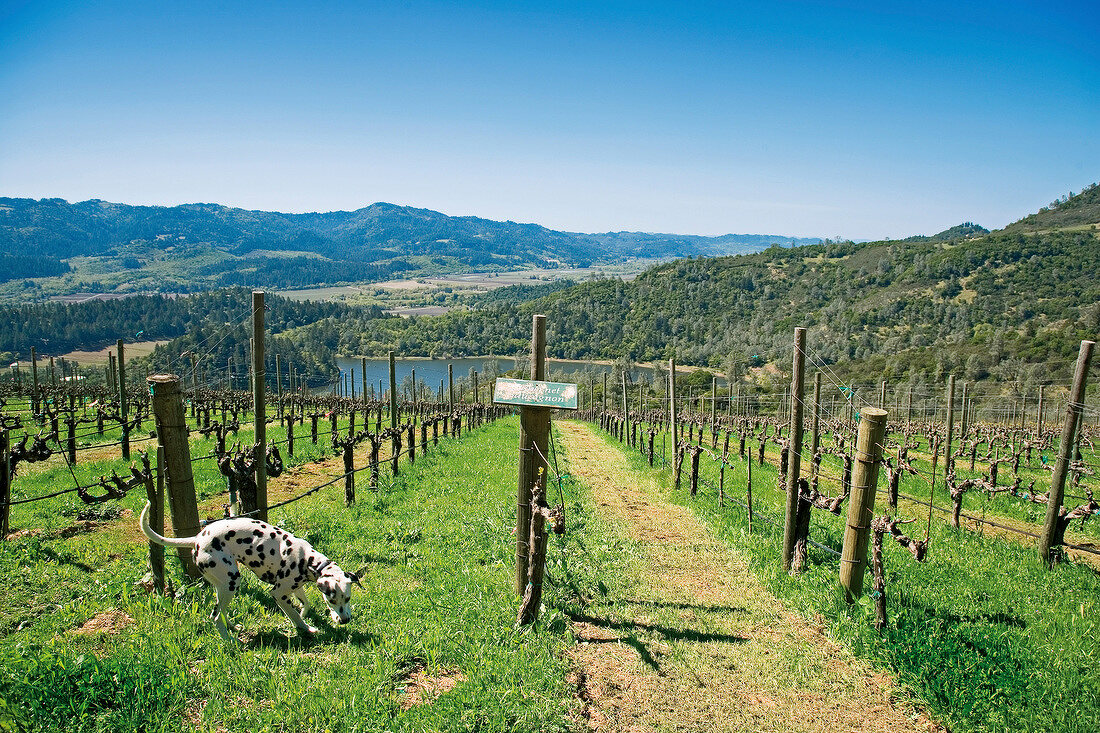 Vineyard on the Howell Mountain above the Napa Valley, California, USA