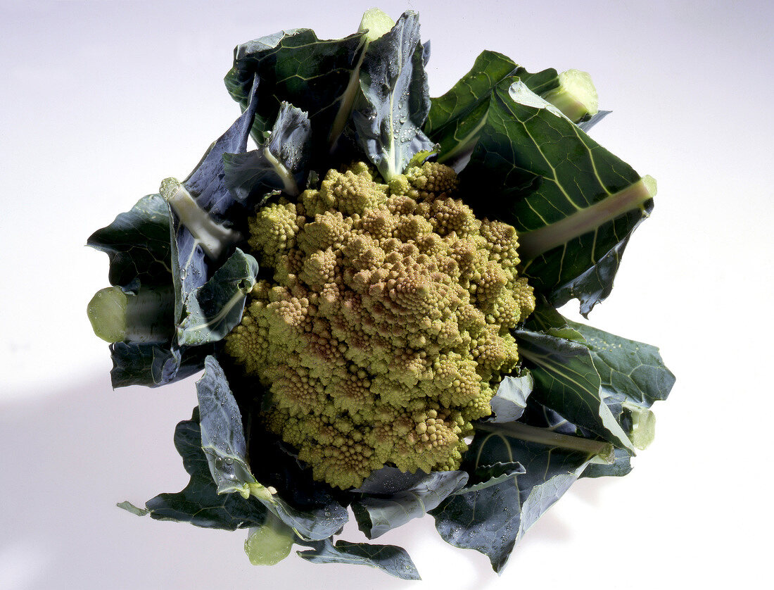 Yellow-green cauliflower romanesco on white background