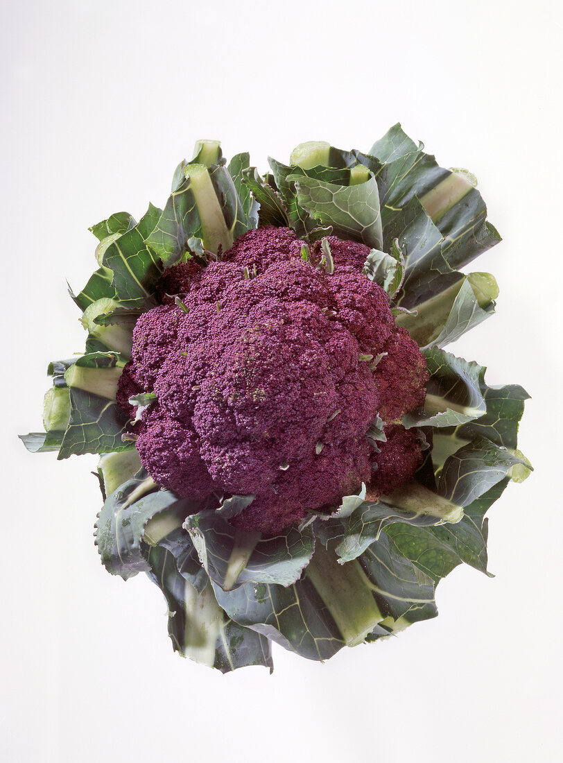 Purple cauliflower on white background