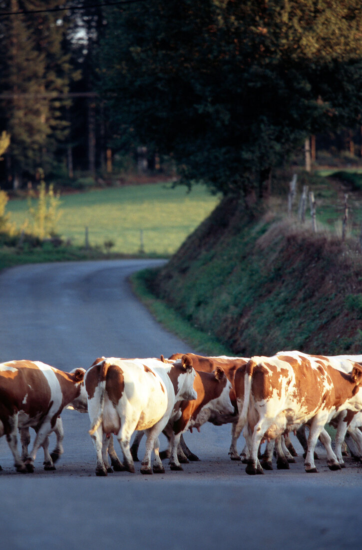 Brown and white cows crossing road in Calvinet, Auvergne, France
