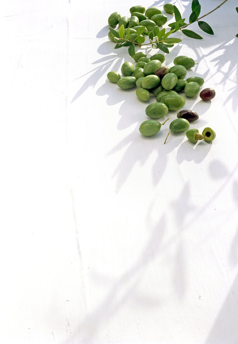 Fresh green olive branch on white background