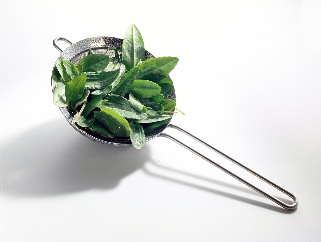 Close-up of sorrel leaves in sieve on white background