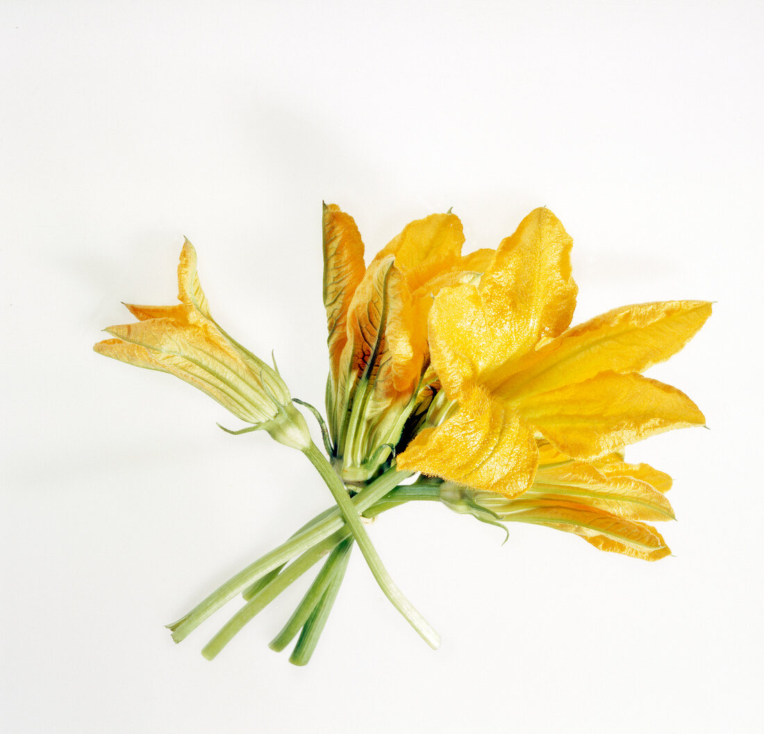 Yellow zucchini flowers on white background