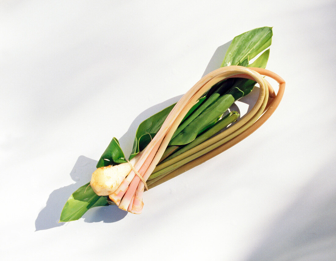 Bundle of galangal plant on white background