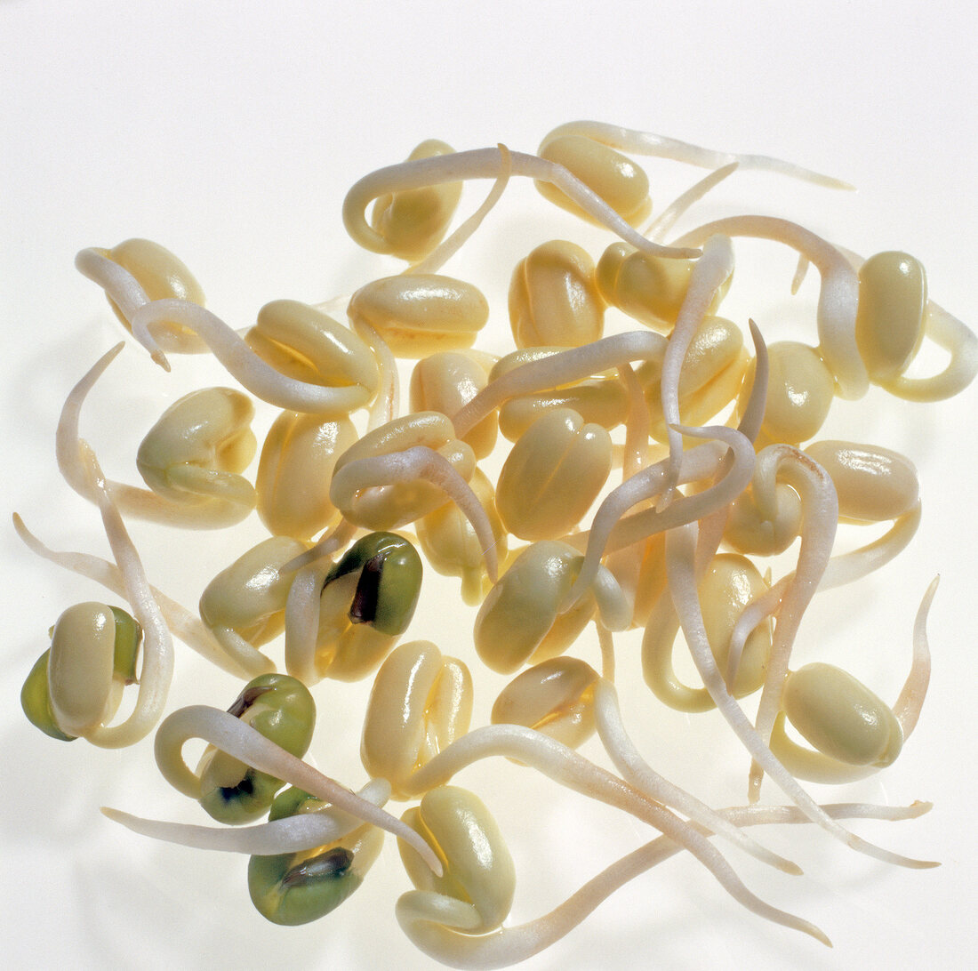 Close-up of mung bean sprouts on white background