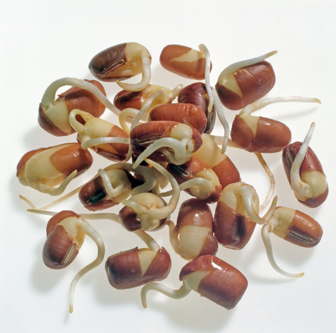 Close-up of adzuki bean sprouts on white background