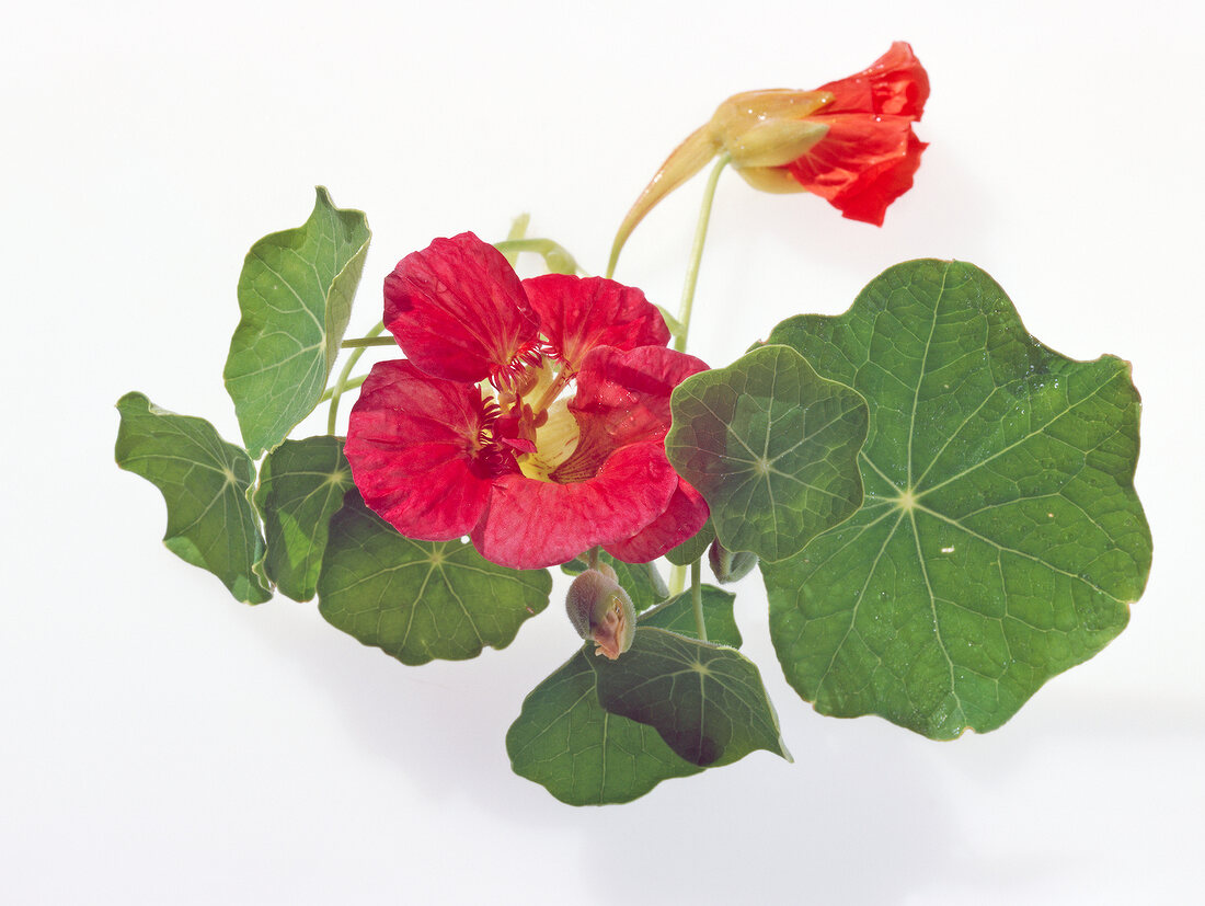 Close-up of nasturtium with red flowers on white background
