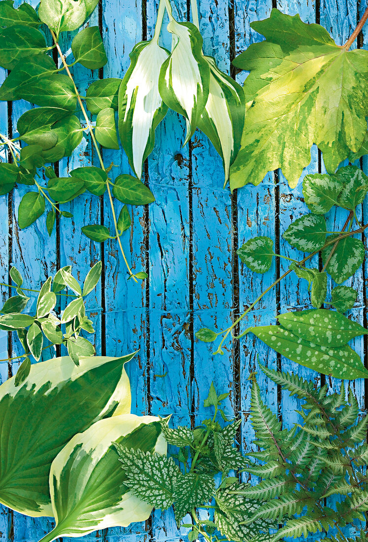 blau gestrichene Holzbretter mit verschiedenen Blättern