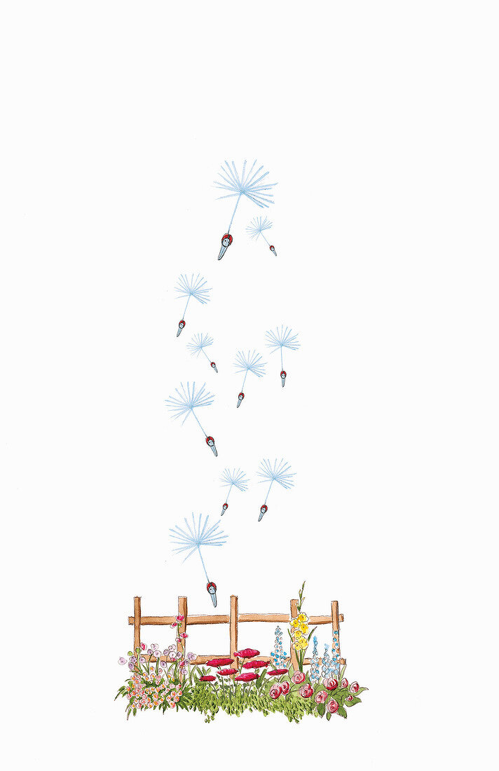 Illustration of lawn with fence and flying dandelion seeds on white background
