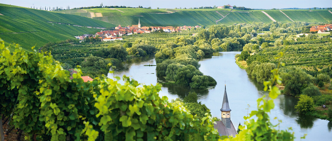 Blick auf Escherndorf und den Main, Weinanbaugebiet