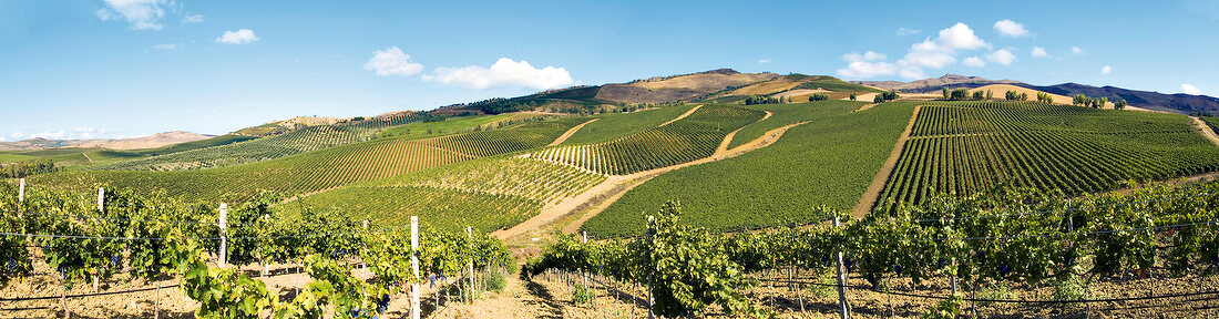 Weinanbaugebiet Regaleali in Sizilien