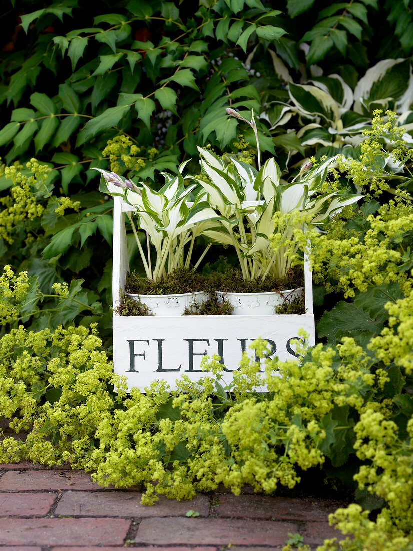 mehrere Gartenpflanzen und weiße Pflanzgefäße